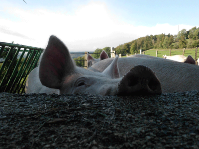 cochons_1