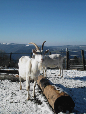 chevres_2