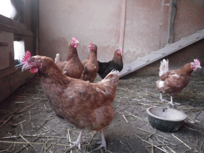 poules_1