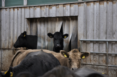 vaches_2