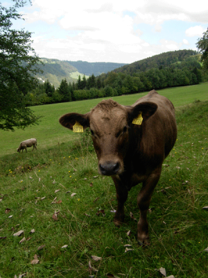 vaches_1